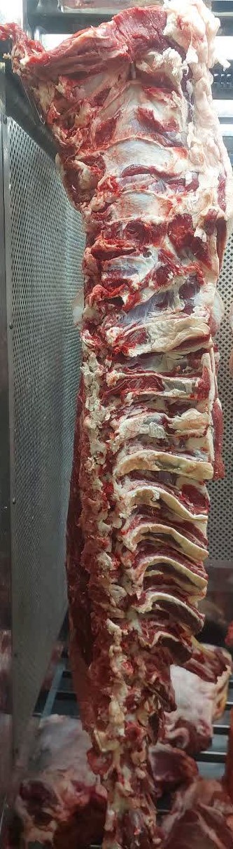 راسته گاومیش